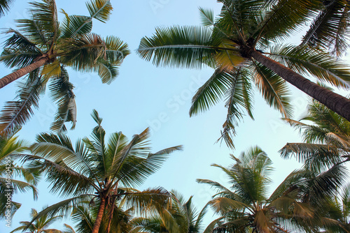 palm background