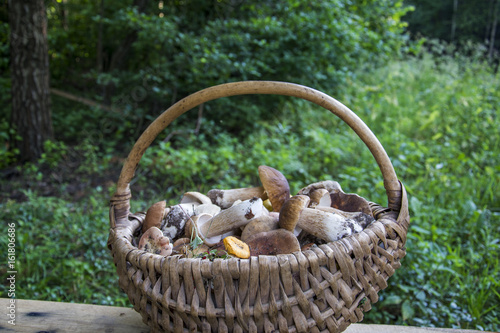 In the summer in the woods basket with mushrooms.