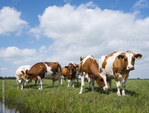 red and white cows in green grassy dutch meadow under blue sky with white clouds