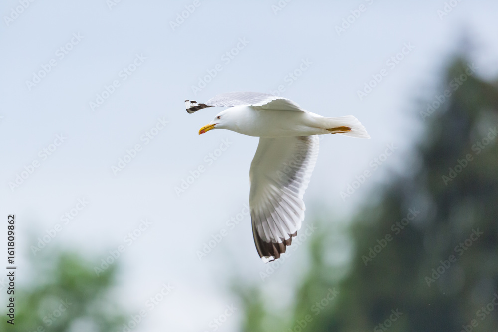 portrait of natural yellow-legged gull (larus michahellis) in flight portrait of natural yellow-legged gull (larus michahellis) in flight