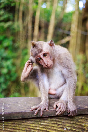 bali monkey