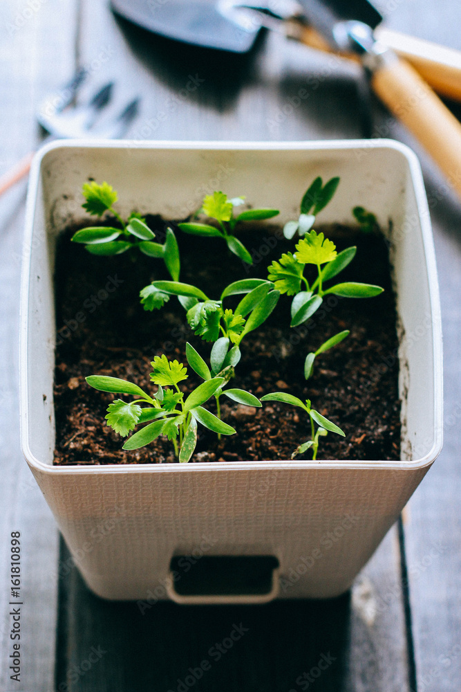 Sprouts of coriander in a pot Sprouts of coriander in a pot