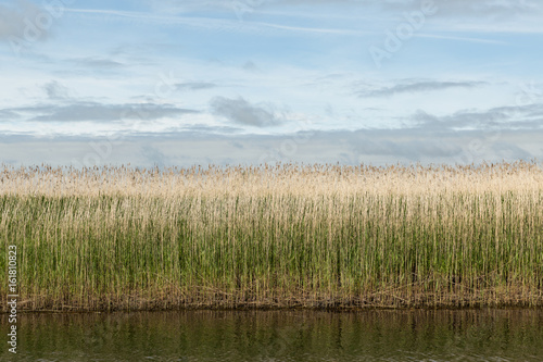 reeds on the banks of the River Shannon