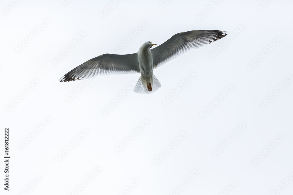 Fototapeta premium Beautiful seagull flying in the sky