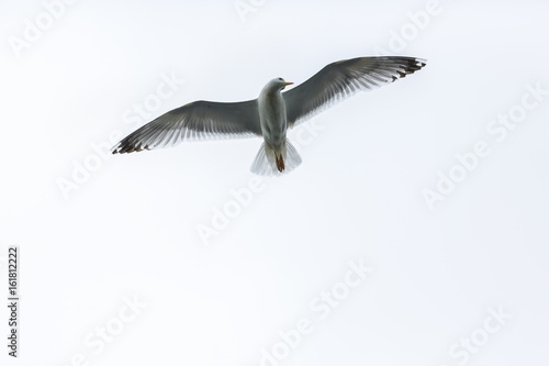 Beautiful seagull flying in the  sky