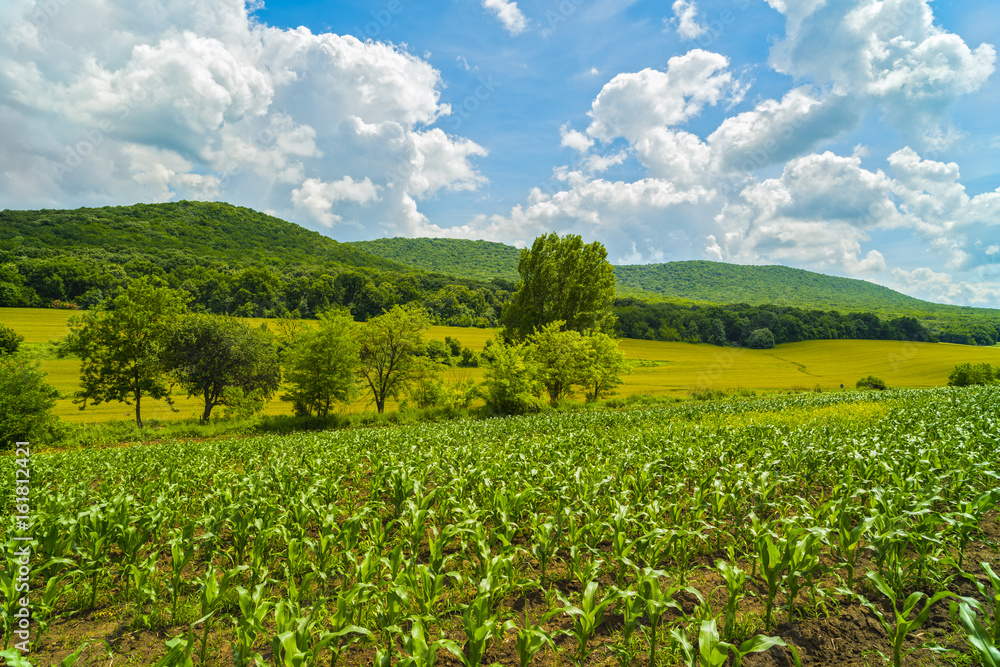 Corn field on a hill in Romania