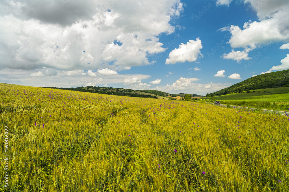 Wheat field on a hill