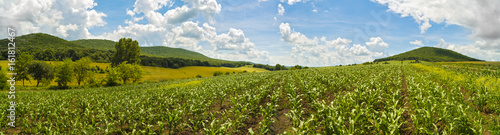 Panorama with a field of corn