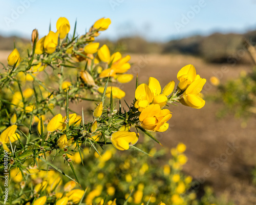 Tableau sur toile Gorse flowers.