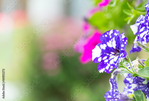 Fototapeta Naklejka Na Ścianę i Meble -  Pelargonium