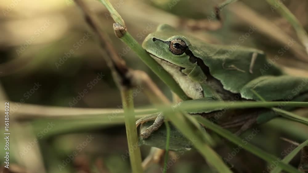 A frog of green color sits in green grass A frog of green color sits in green grass
