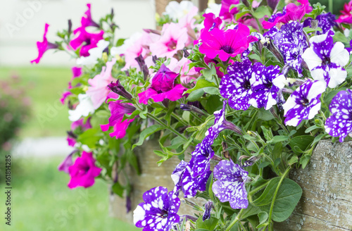 Fototapeta Naklejka Na Ścianę i Meble -  Pelargonien im Holzbeet