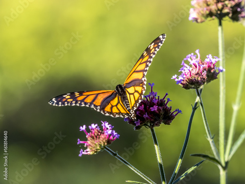  monarch butterfly  Danaus plexippus 