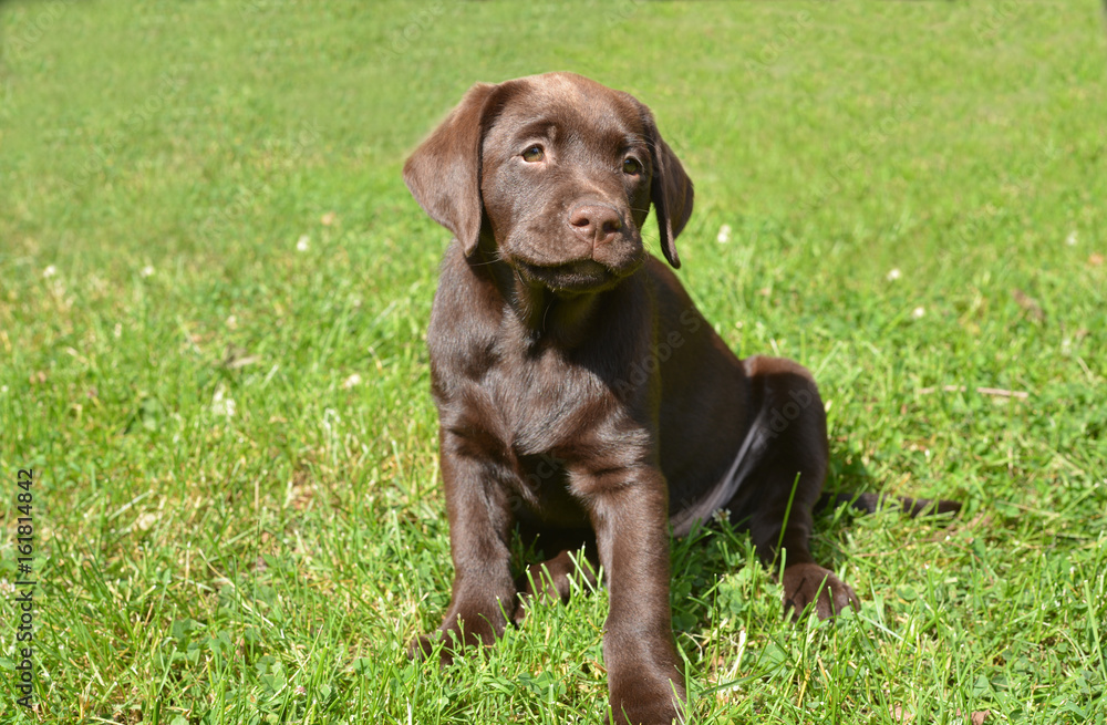 sweet Labrador Puppy sweet Labrador Puppy