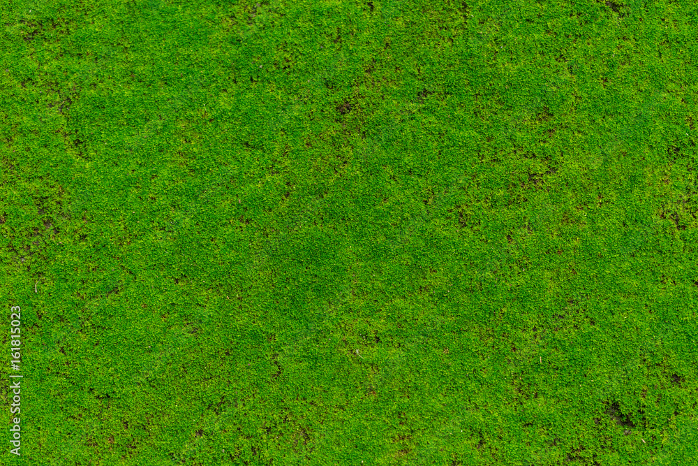Fototapeta premium Green Moss, Moss plant cover stone wet moist in the rain forest.