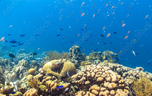 Fototapeta Naklejka Na Ścianę i Meble -  Caribbean coral reef