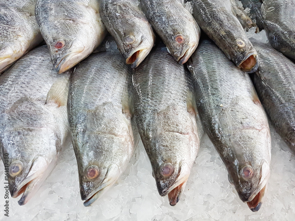 close-up barramundi in ice sold in supermarket in Thailand close-up barramundi in ice sold in supermarket in Thailand