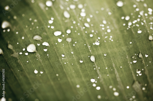 Drops on the leaf for background and postcards,soft focus and blur.