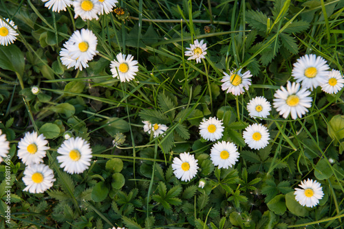Fototapeta Naklejka Na Ścianę i Meble -  Prato con margherite, texture, fuoco selettivo