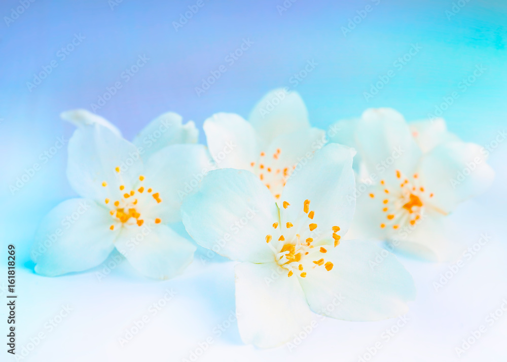 Gentle romantic floral background for congratulations. White jasmine flowers on a blue background with a soft focus.