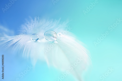 Background with bird feather. White light airy soft feather with transparent drops of water on turquoise background. Delicate dreamy exquisite artistic image of the purity and fragility of nature.