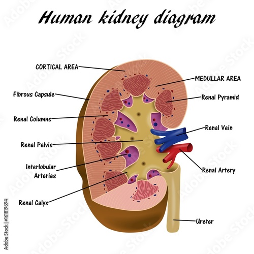 Human Kidney Diagram