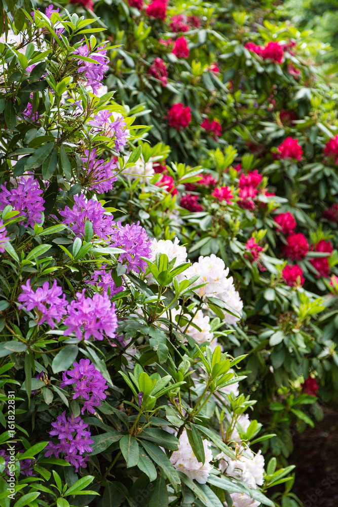 Purple White and Red Azaleas Purple White and Red Azaleas