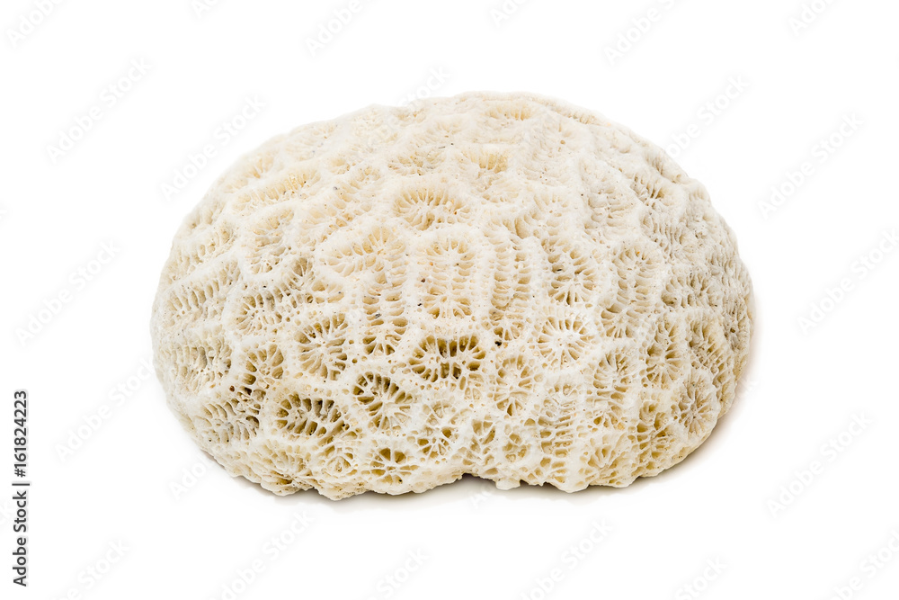 Fototapeta premium White coral from the sea on isolated white background.