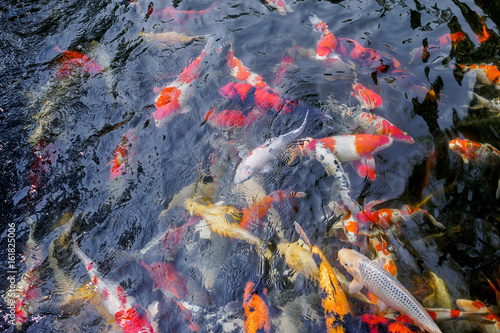 beautiful koi fish in pond
