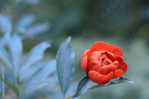 Bright peony outdoors with space for text. Peony on a beautiful background. Soft selective focus. photo