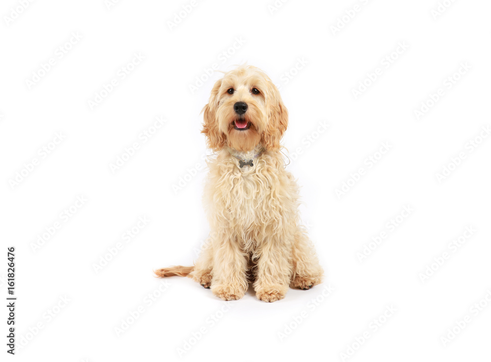 Cockapoo sitting on a white background