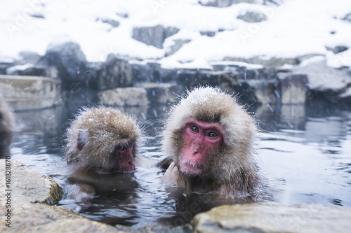 snow monkey