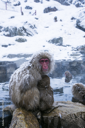 snow monkey