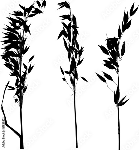 three oat ears black silhouettes set on white