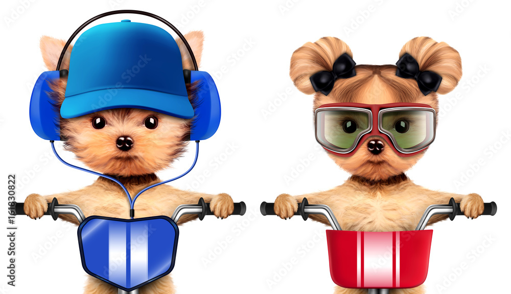 Adorable puppies with headphones sitting on bike