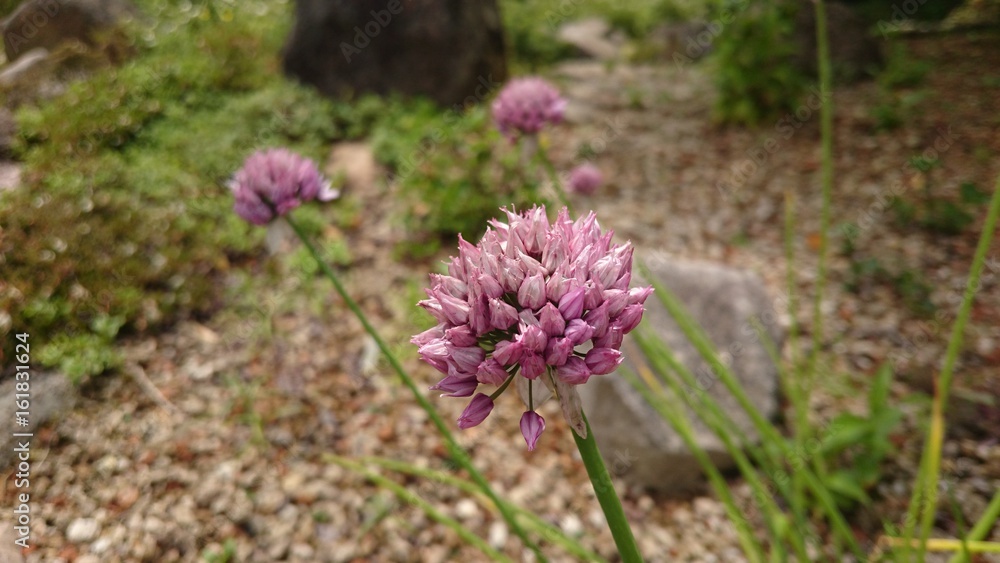 Obraz premium ピンクの花