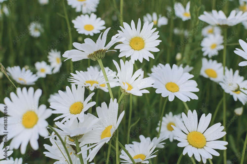 Fototapeta premium Many chamomiles grow on the summer meadow.