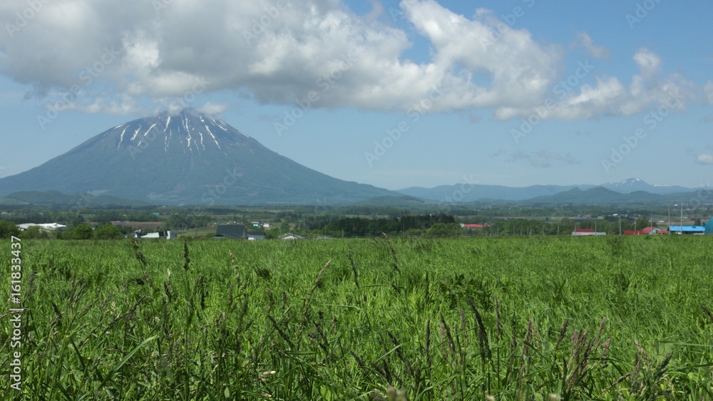 Fototapeta premium 北海道 夏の風景