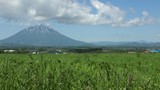 北海道　夏の風景