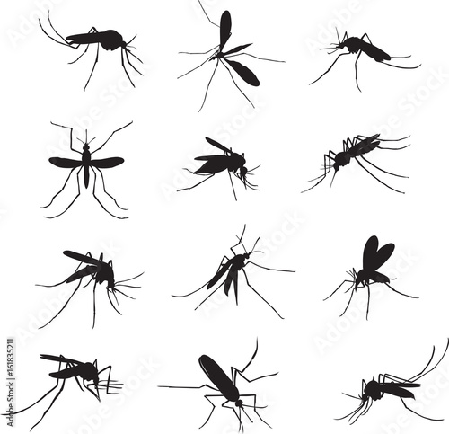 The mosquito, proboscis, bite, vector, silhouette, symbol, black © gjan62