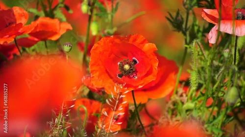 Beautiful field red poppies with selective focus. Opium poppy. Natural drugs. photo