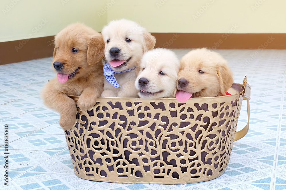 Many Golden Retriever Puppy Lovely In A Gold Basket Stock Photo Adobe Stock Many Golden Retriever Puppy Lovely In A Gold Basket Stock Photo Adobe Stock