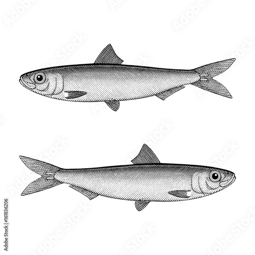 European Pilchard (Sardine)
