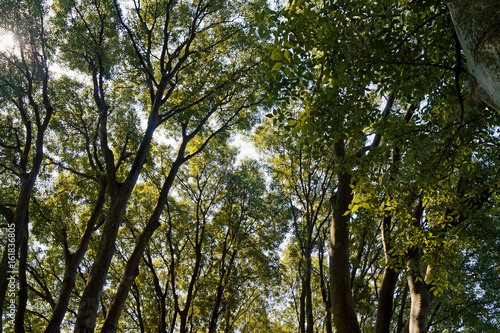 Prospettiva di alberi rami e foglie con vista cielo