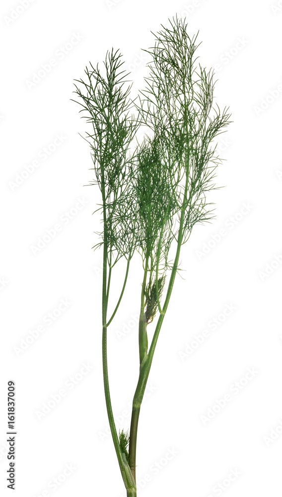 Naklejka premium isolated lush green dill branch