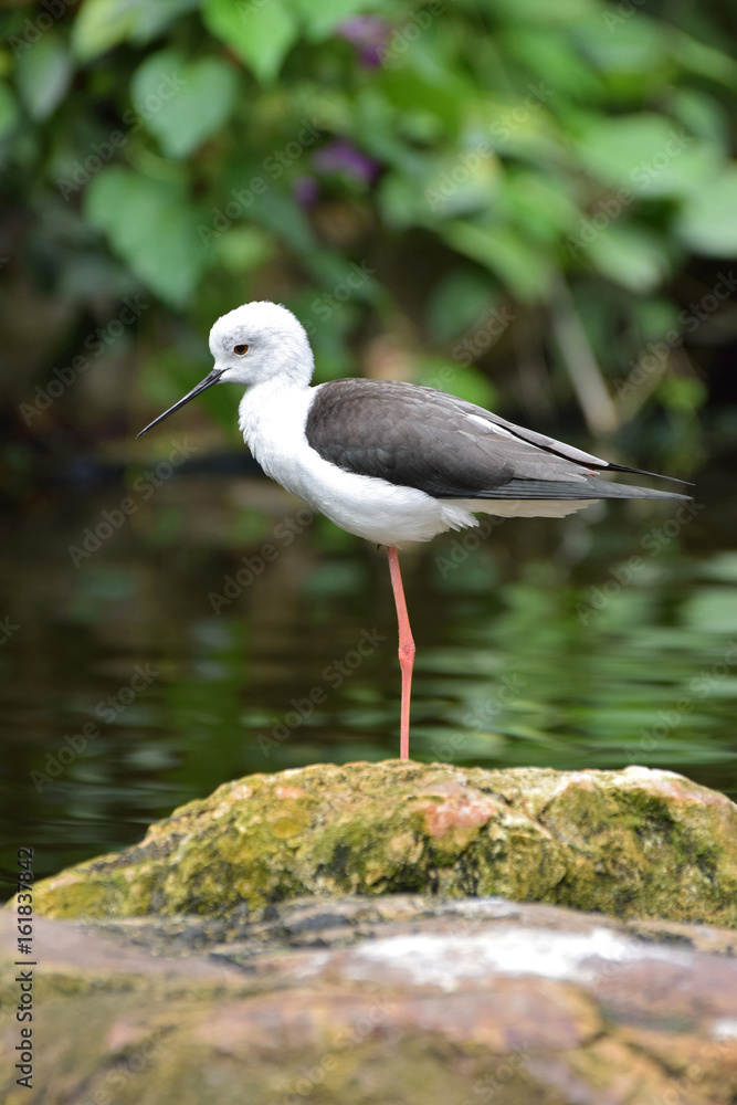 Obraz premium Black Winged Stilt 1