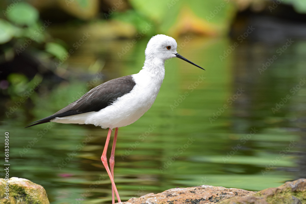 Obraz premium Black Winged Stilt 2