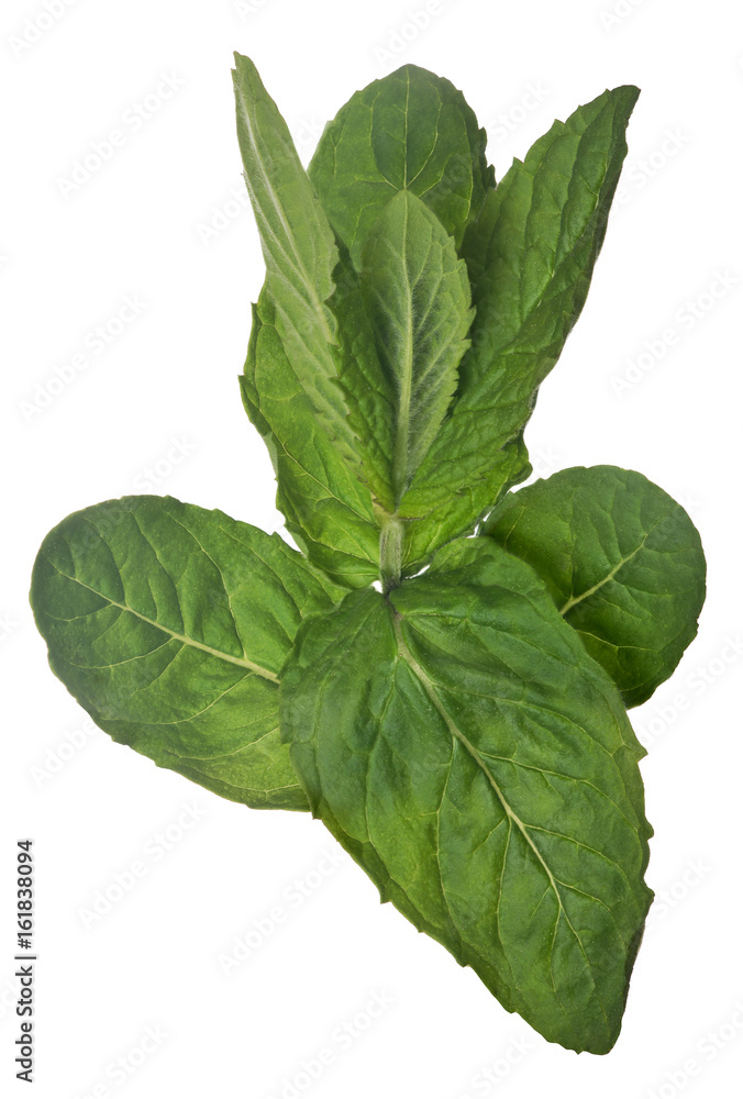 isolated green peppermint branch isolated green peppermint branch