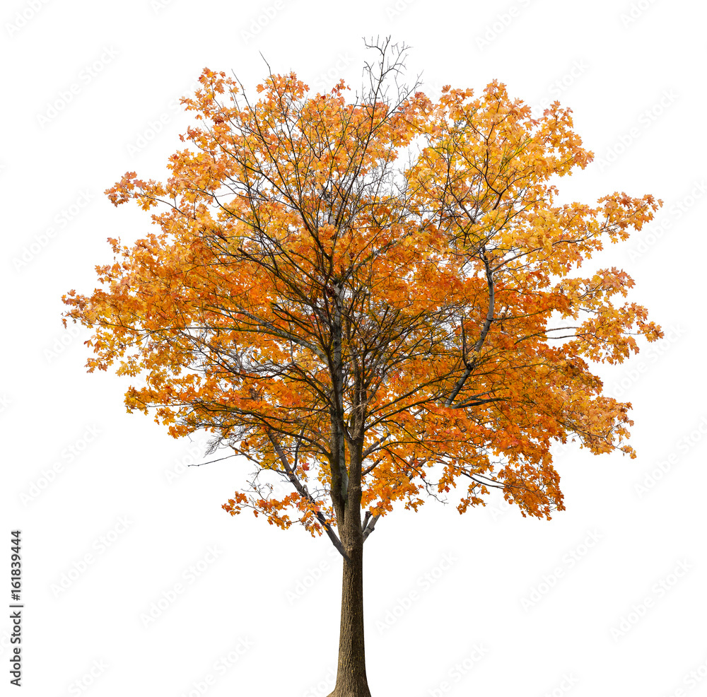 Naklejka premium medium straight lush maple isolated ob white