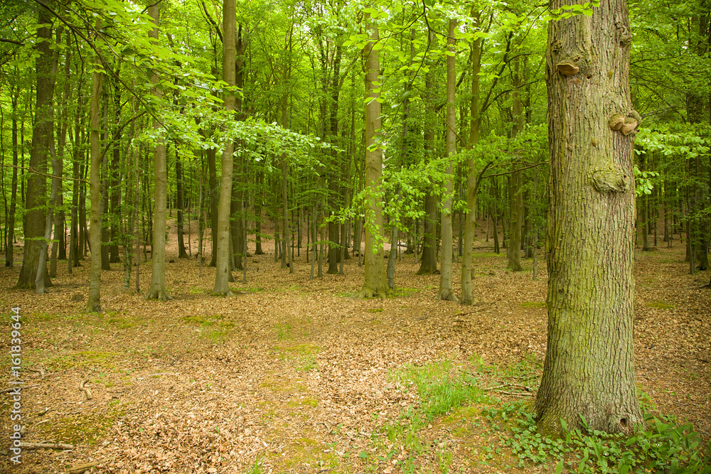 Obraz premium beech trees in may on baltic sea